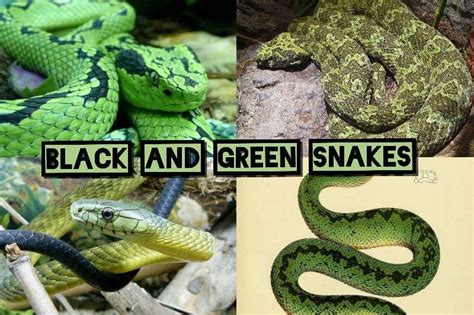 Numbers For Big Green And Black Snake .